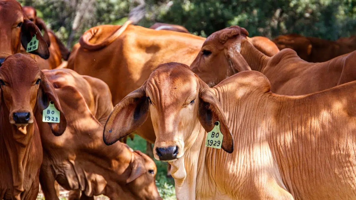 SA's Largest Beef Producer Hit By Foot-and-Mouth Disease Outbreak Threatening Supply