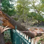Life Lost During Celebrated Cape Town Race as Tree Falls on Participant