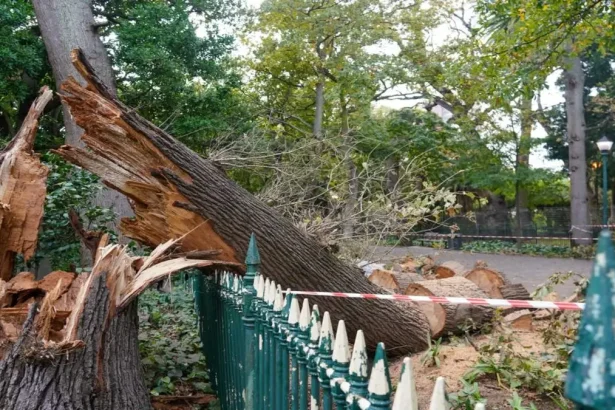 Life Lost During Celebrated Cape Town Race as Tree Falls on Participant
