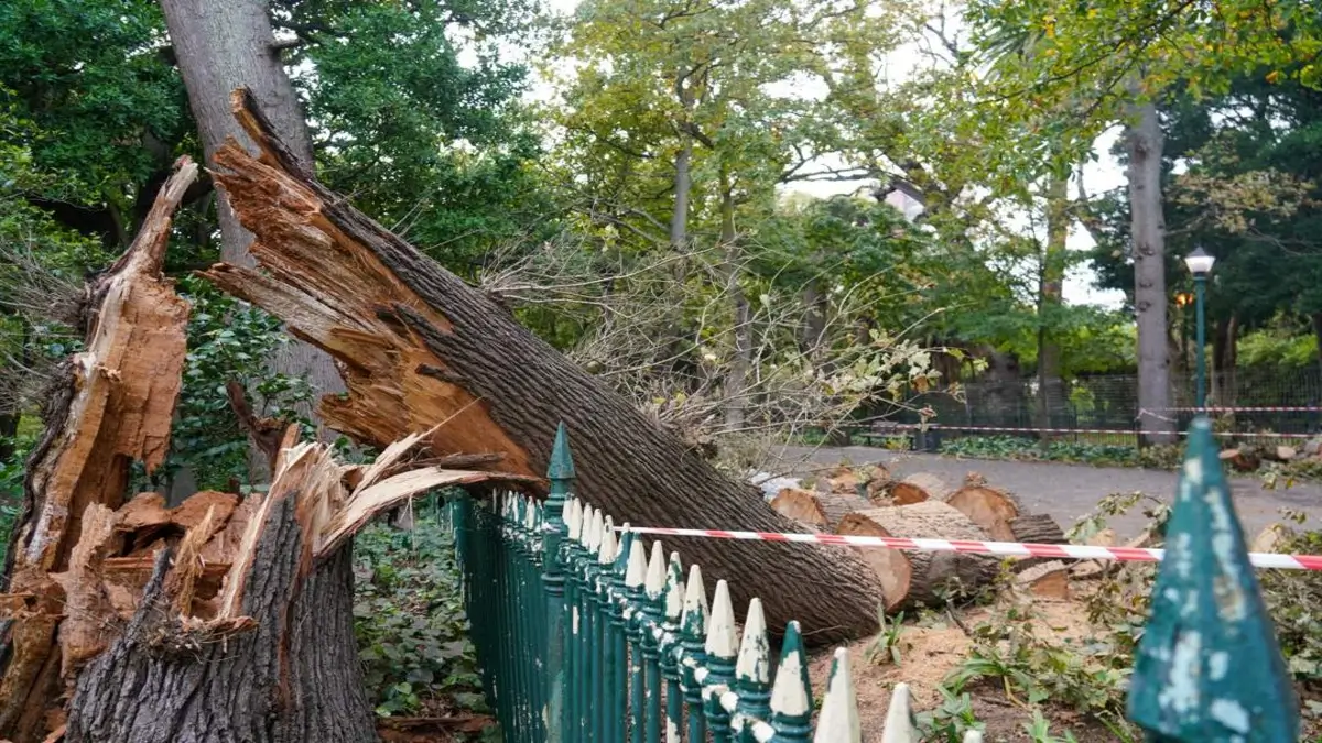 Life Lost During Celebrated Cape Town Race as Tree Falls on Participant 50 Life Lost During Celebrated Cape Town Race as Tree Falls on Participant