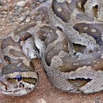 Teens Try to Sell R20K Python for R2K: Illegal Side Hustle Turns Tense