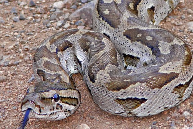 Teens Try to Sell R20K Python for R2K: Illegal Side Hustle Turns Tense
