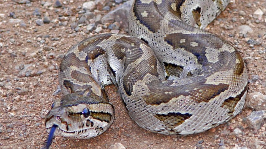 Teens Try to Sell R20K Python for R2K: Illegal Side Hustle Turns Tense