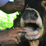 Foot-and-Mouth Disease (FMD) Indaba: Key Opening Address Highlights