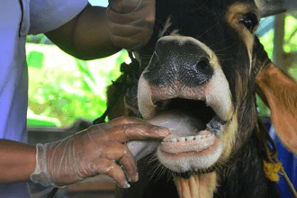 Foot-and-Mouth Disease (FMD) Indaba: Key Opening Address Highlights