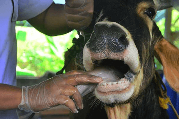 Foot-and-Mouth Disease (FMD) Indaba: Key Opening Address Highlights