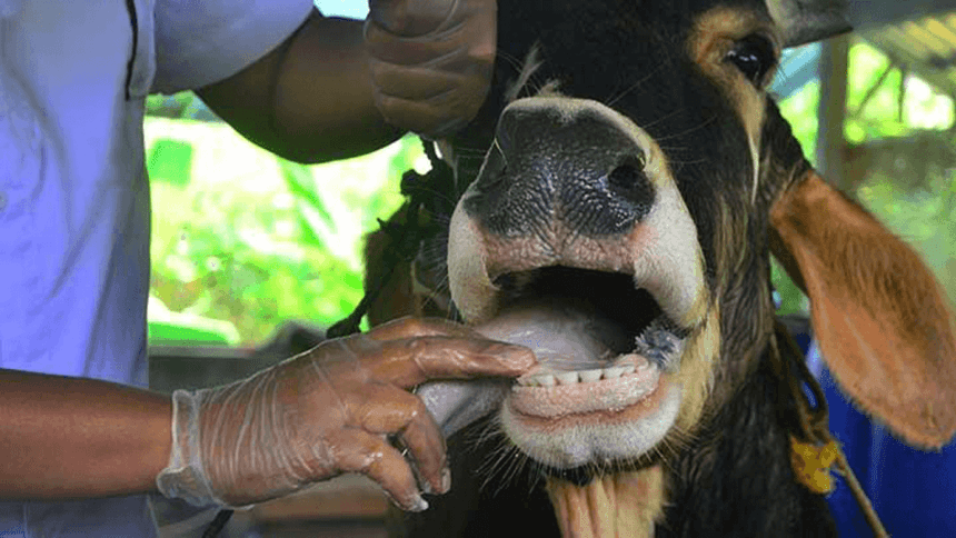 Foot-and-Mouth Disease (FMD) Indaba: Key Opening Address Highlights