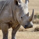 Six Alleged Rhino Horn Traffickers to Face Pretoria Court