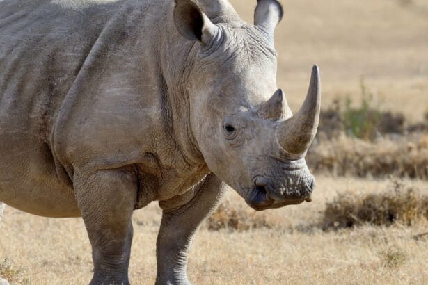 Six Alleged Rhino Horn Traffickers to Face Pretoria Court