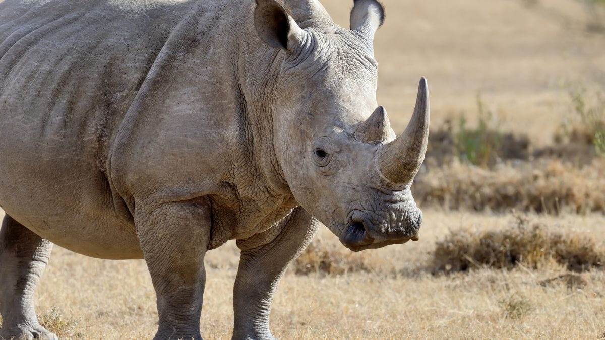 Six Alleged Rhino Horn Traffickers to Face Pretoria Court