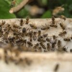 Bee attack kills six dogs