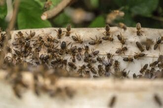 Bee attack kills six dogs