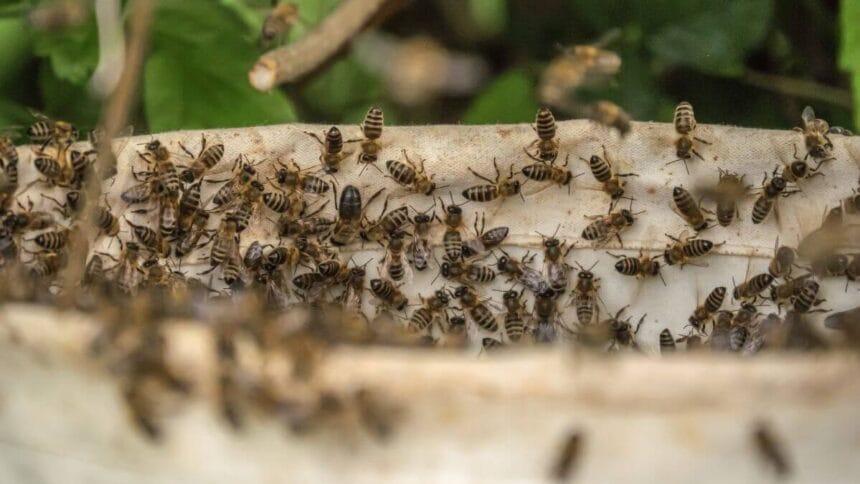 Bee attack kills six dogs