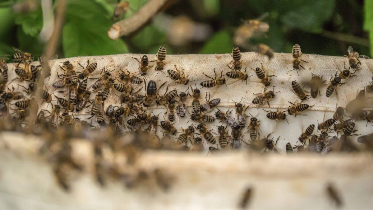 Bee Attack Kills Six Dogs in Edenvale, Shocking Local Community 51 Bee attack kills six dogs