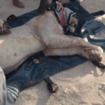 Lion Captured in Giyani, Relocated to Kruger as Two More Roam