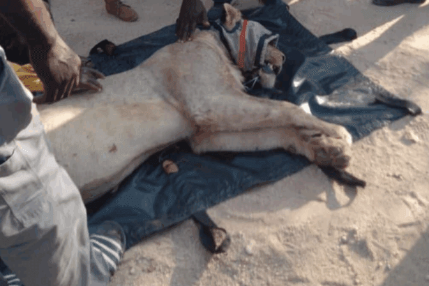 Lion Captured in Giyani, Relocated to Kruger as Two More Roam