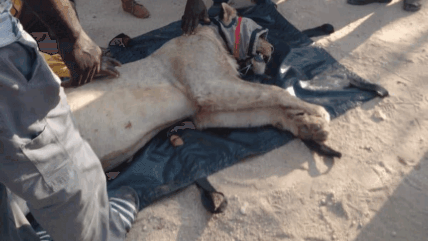 Lion Captured in Giyani, Relocated to Kruger as Two More Roam