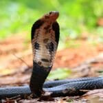 Snake Sightings Rise in Pretoria: Common Species & Safety Tips