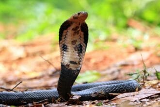 Snake Sightings Rise in Pretoria: Common Species & Safety Tips