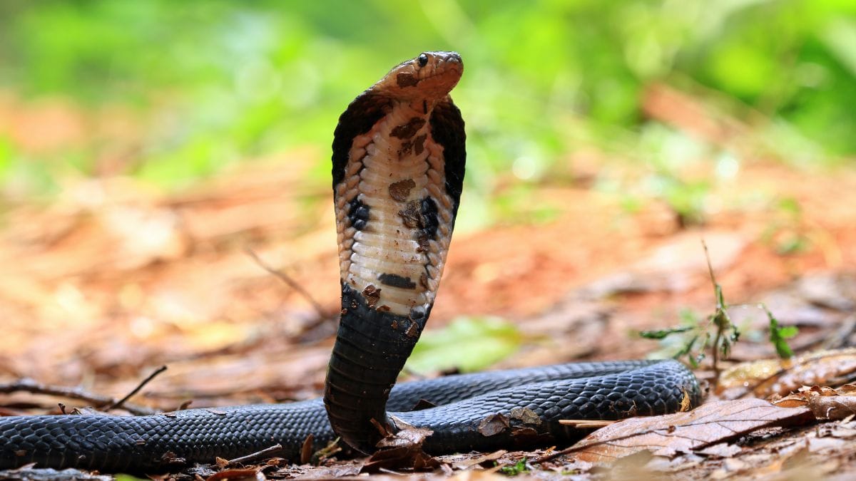 Snake Sightings Rise in Pretoria: Common Species & Safety Tips
