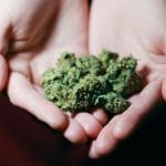 Boksburg News: Suspect Arrested, 200+ Bags of Dagga Seized