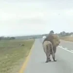 Heart-Stopping Footage Shows Lion Jumping Off Moving Vehicle