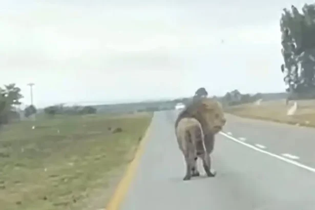 Heart-Stopping Footage Shows Lion Jumping Off Moving Vehicle
