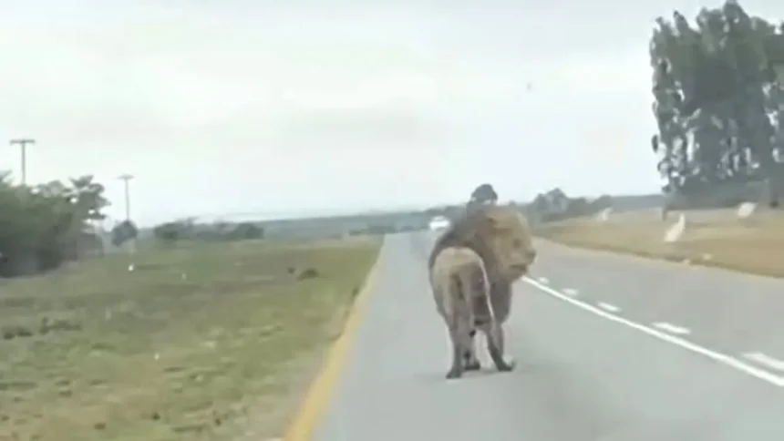 Heart-Stopping Footage Shows Lion Jumping Off Moving Vehicle