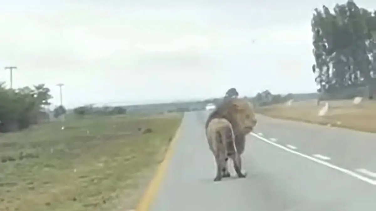 Heart-Stopping Footage Shows Lion Jumping Off Moving Vehicle