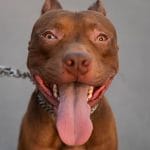 Pit bull attacks spark outrage