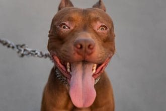Pit bull attacks spark outrage