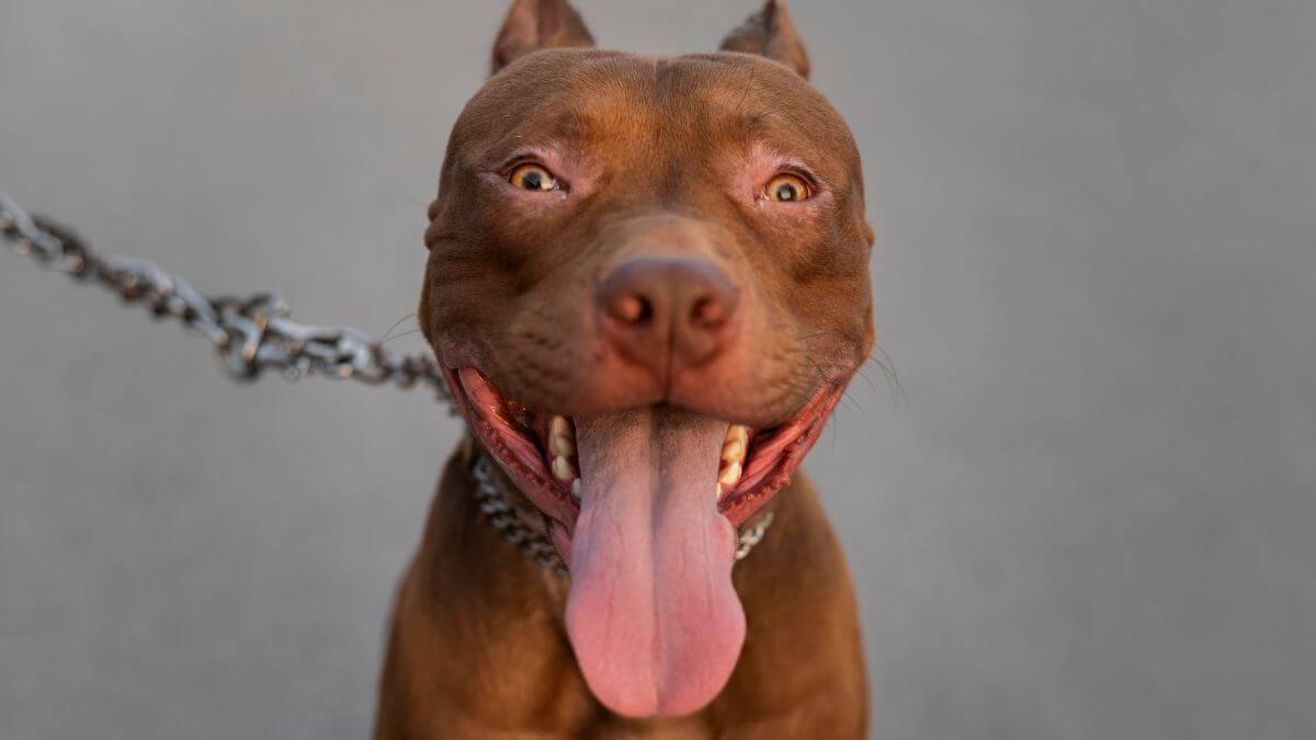 Pit bull attacks spark outrage
