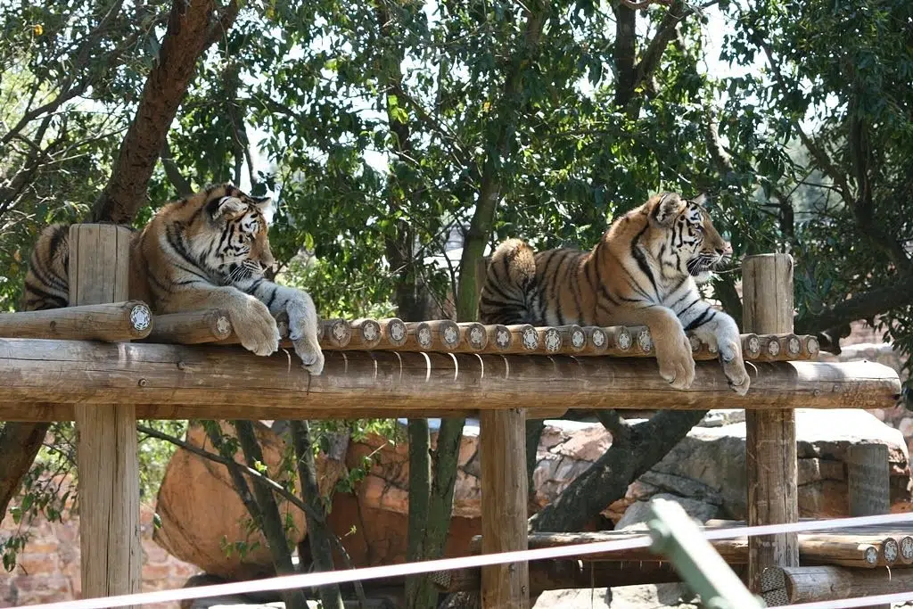 johannesburg zoo 1